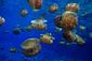 Fried egg Jellyfish